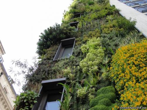 вертикальное озеленение фасада дома