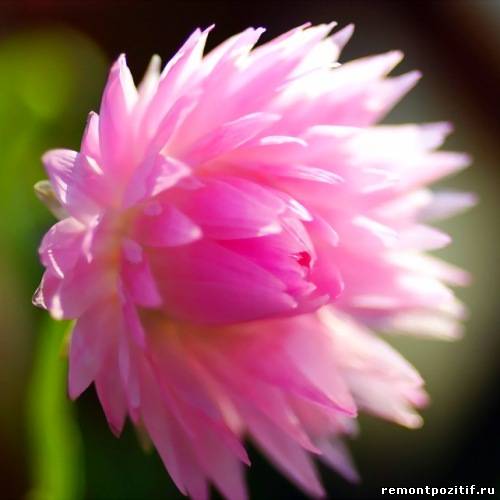 акроклинум – розовый цветок