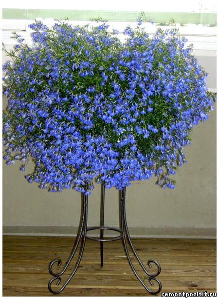 Голубой Цветок Комнатный Фото
